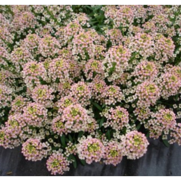 Семена Алиссум Свити Бронз 30 шт (проф) Floragran (Флорагран)