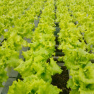 Семена Салат Чингиз 0,1 гр (проф.) Global Seeds (Глобал Сидс)