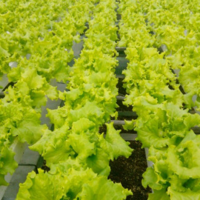 Семена Салат Чингиз 0,1 гр (проф.) Global Seeds (Глобал Сидс)