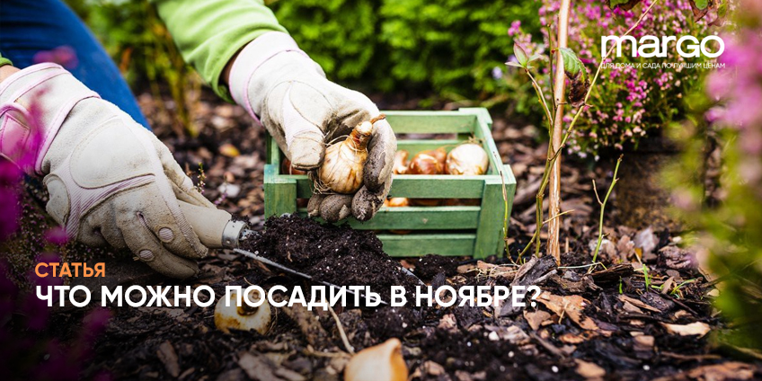 Что можно посадить в ноябре?