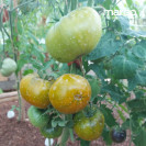 Семена Томат Чероки Грин (зеленый) (Высокорослые)(Зеленые)(Крупноплодные)