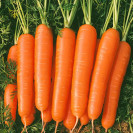 Семена морковь Болеро 100шт (проф) Vilmorin (Вильморин)