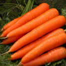 Семена Морковь Карини 0,5гр (проф) (Bejo)