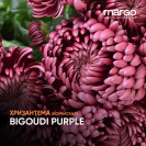 Хризантема Корейская Бигоуди Парпл "Bigoudi Purple" (черенок)