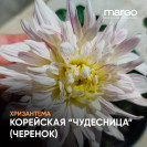 Хризантема корейская Чудесница (черенок)