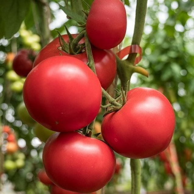 Семена томатов королева. Помидоры фирма партнер Королева. Томат Викуся f1.