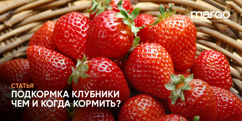 Подкормка клубники. Чем и когда кормить?