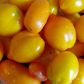 Семена томатов Оранжевых и желтых сортов