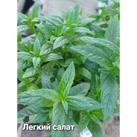 Мята Легкий Салат черенок 0,2