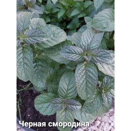 Мята Черная Смородина черенок 0,2 (отгрузка май 2024г)