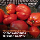Семена Томат Польская слива тетушки Сварло (Высокорослые)(Красные)(Крупноплодные)