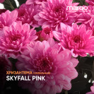 Хризантема Ампельная "Skyfall Pink" (черенок)