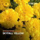 Хризантема Ампельная "Skyfall Yellow" (черенок)