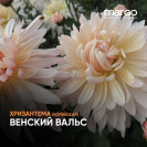 Хризантема Корейская "Венский вальс" (черенок)