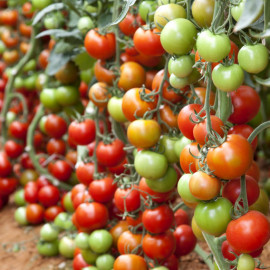Семена томатов индетерминантных, высокорослых